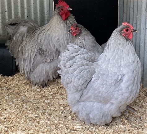 lavender orpington roo|lavender orpington egg production.